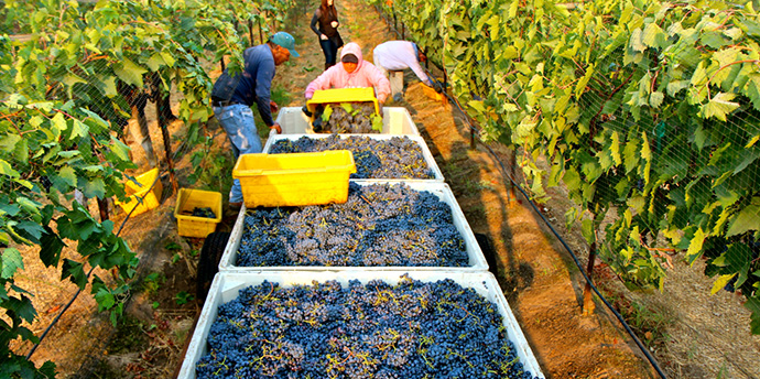 Our farm of Blueberries in Cauquenes (Central Chile) begins its full production with 1000 tons, sent to three continents