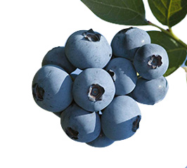 We produce more than 1,8 thousand tonns of the most updated variaties of blueberries